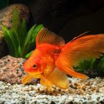 Goldfish Cauda de Leque 101: Cuidados e Expectativa de Vida