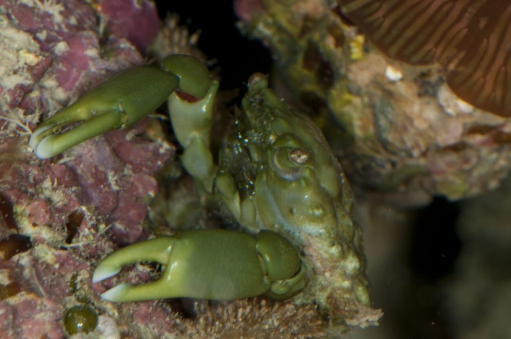 Um caranguejo esmeralda fêmea