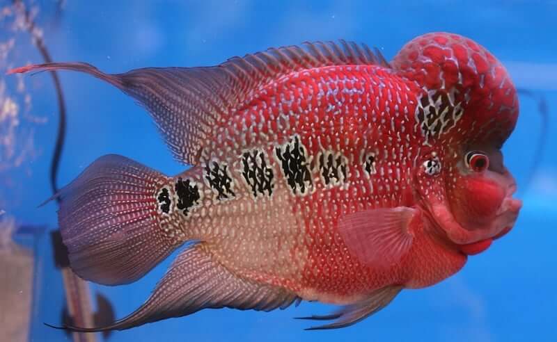 Um peixe Cichlid Flowerhorn colorido