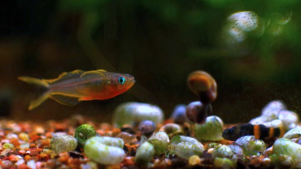 Um peixe-arco-íris de cauda bifurcada próximo ao substrato