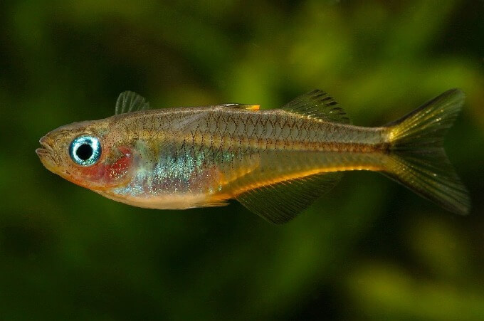Um peixe-arco-íris de cauda bifurcada nadando em um aquário plantado