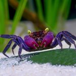 Caranguejo Vampiro: Configuração de Habitat e Cuidados