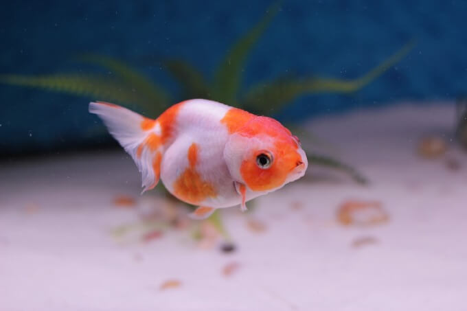 Um peixinho dourado ornamental com expectativa de vida mais curta