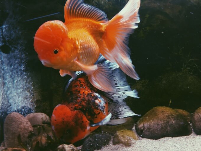 Um peixe dourado demonstrando dominância alimentar sobre outro