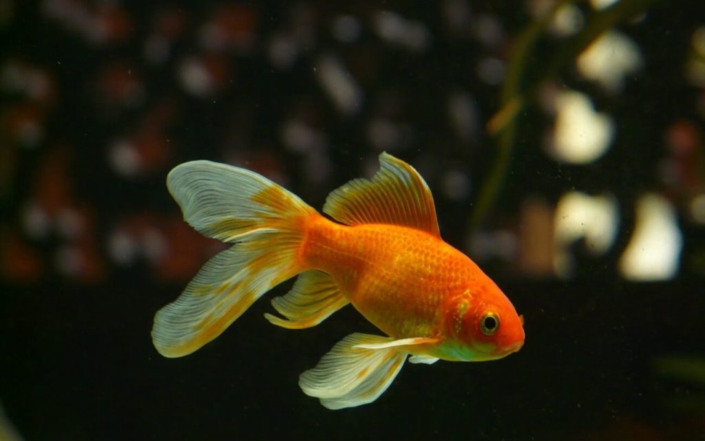 Um peixinho dourado no caminho para uma longa expectativa de vida