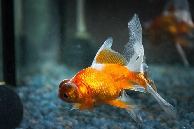 Um peixe dourado procurando comida no fundo do aquário