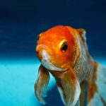 Longevidade dos Goldfish: 5 Dicas para Ampliar sua Vida