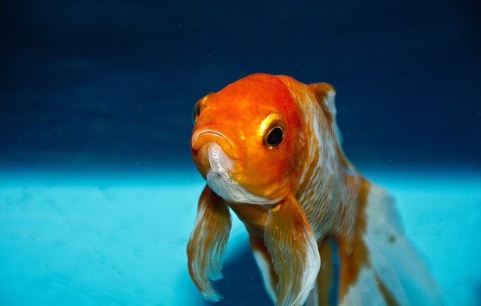 Um peixinho dourado nadando em um aquário grande com água limpa