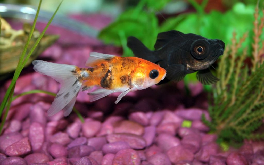 Um peixe dourado ficando preto ao lado de um peixe dourado completamente preto