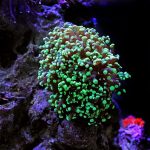 Coral Frogspawn 101: Dicas de Alimentação e Localização