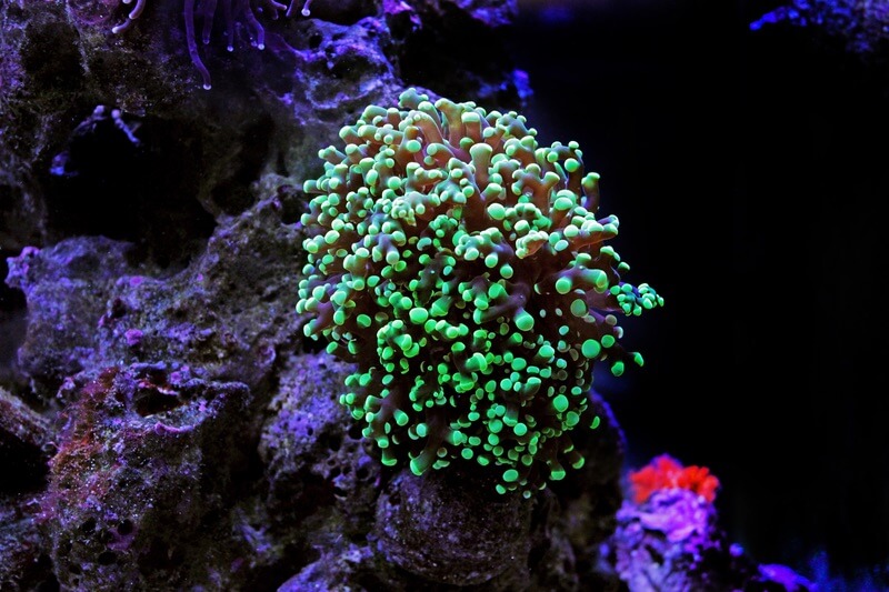 Green frogspawn coral creating a glowing effect