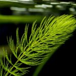 Plantas Hornwort: Como Cuidar Delas no Seu Aquário