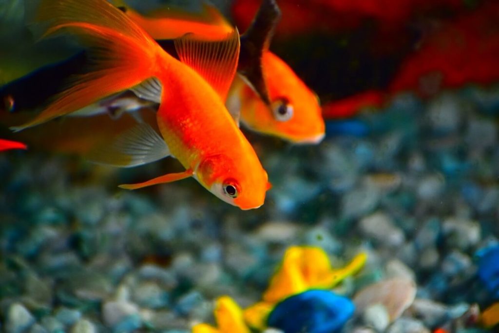 Dois peixes dourados sendo alimentados com frequência suficiente