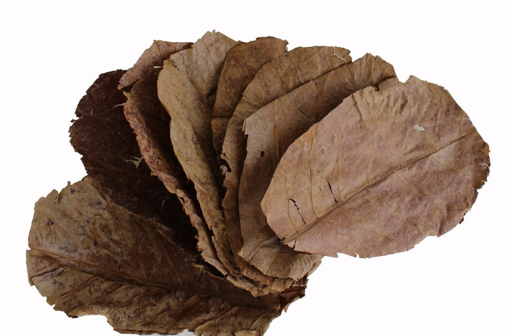 Um punhado de folhas de amêndoa indiana