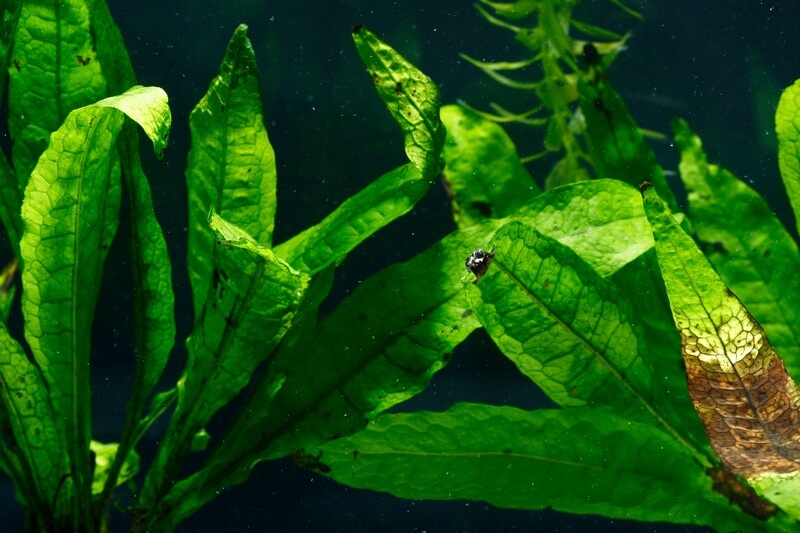 Planta de falangipani em um aquário de água doce