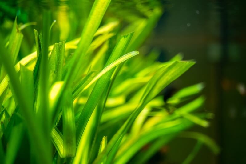 Close up of a Jungle Val aquarium plant