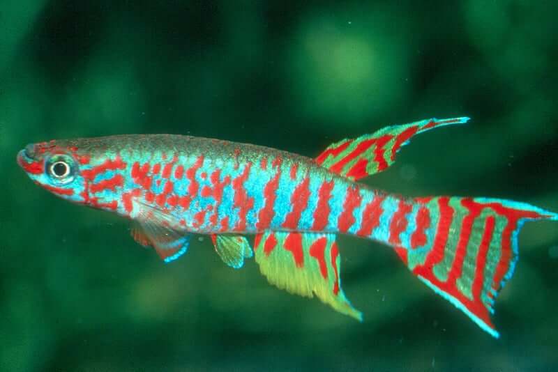 Um Killifish colorido
