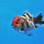 Cuidados com Goldfish Lionhead: Alimentação, Longevidade e Mais