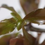 Ludwigia Repens: Guia para Cuidados com Esta Planta de Aquário