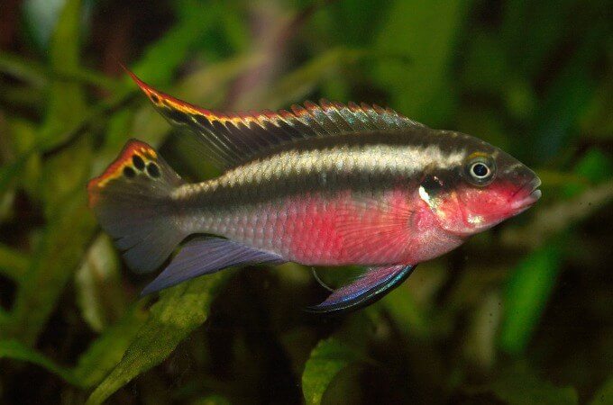 Um macho Pelvicachromis pulcher