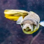 Mbu Puffer Fish: Guia de Tamanho do Tanque e Cuidados