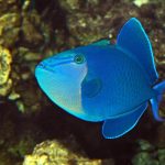 Niger Triggerfish: Dieta, Segurança no Recife e Companheiros