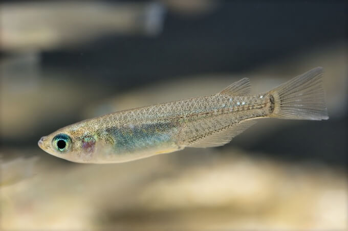 Um Medaka Ricefish adulto