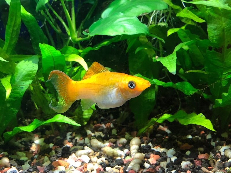 Um peixe molly amarelo