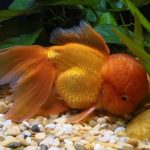Dicas e Cuidados Essenciais para o Oranda Goldfish