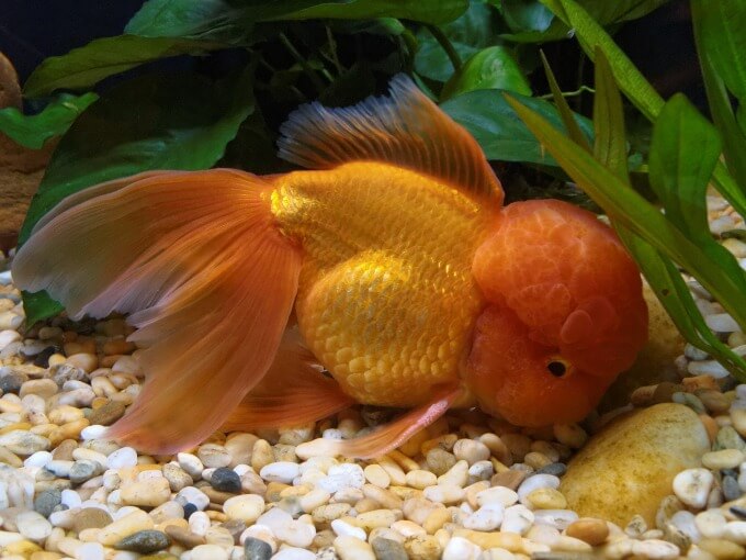 Um peixe dourado Oranda comendo no fundo do tanque