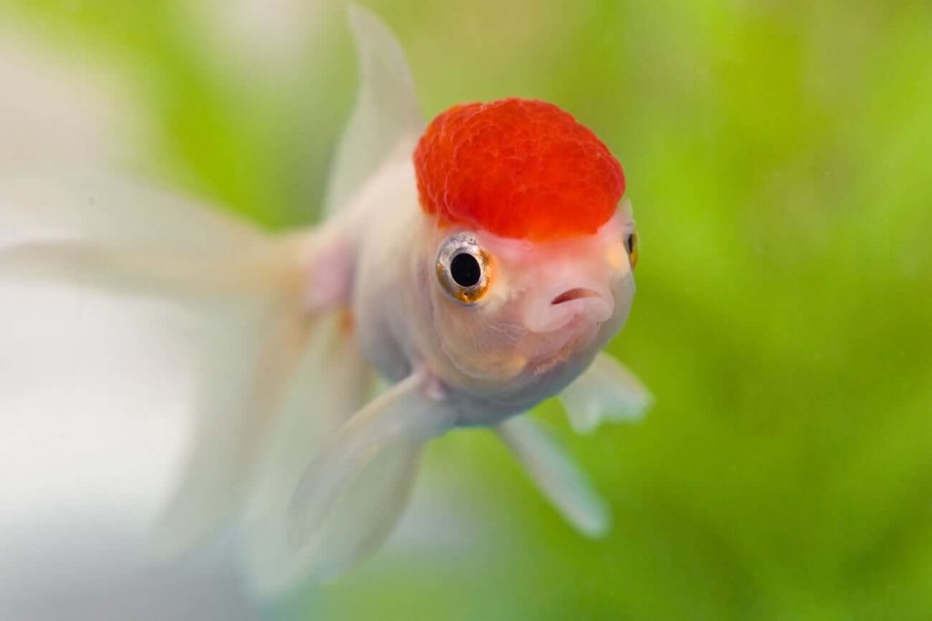 Oranda Goldfish type