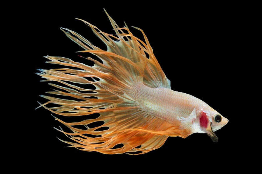 Um peixe betta laranja de cauda de coroa
