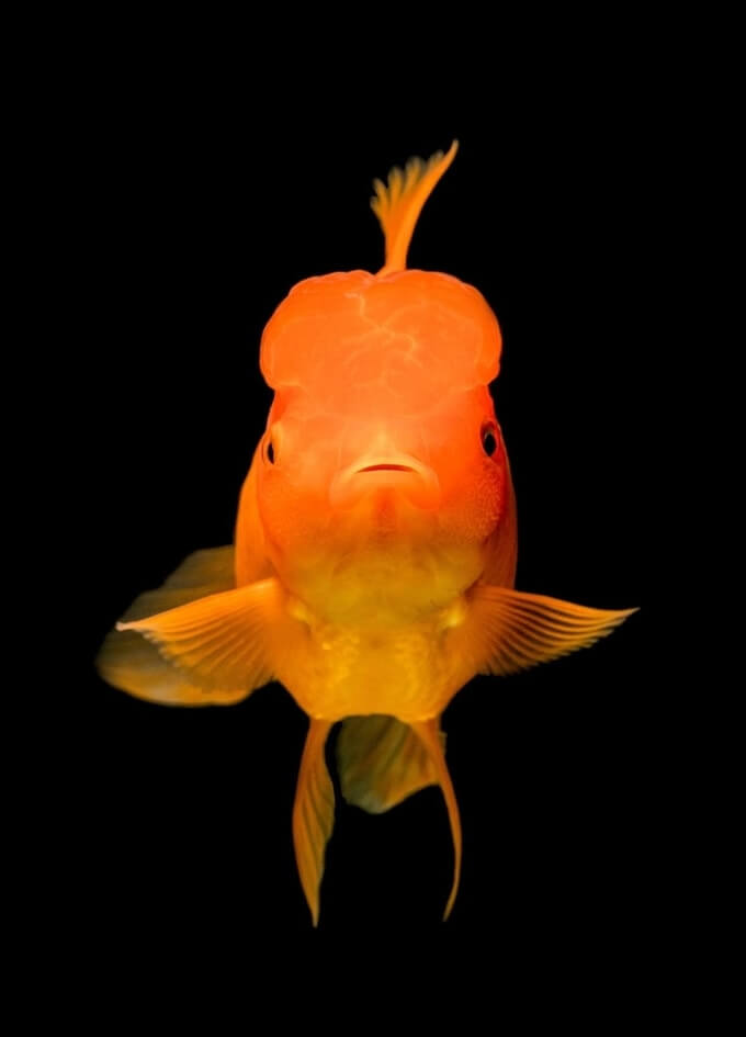 Peixe dourado Oranda