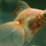 Por Que Meu Peixe Dourado Está Ficando Branco? Causas e Soluções