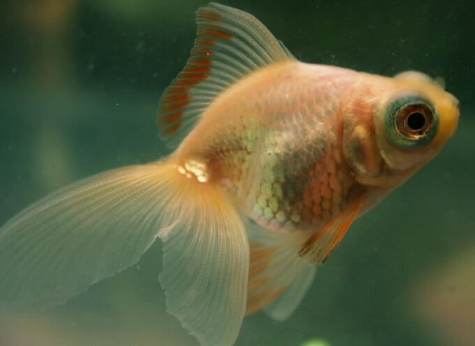 Um peixinho dourado ficando mais branco e pálido devido às condições de iluminação