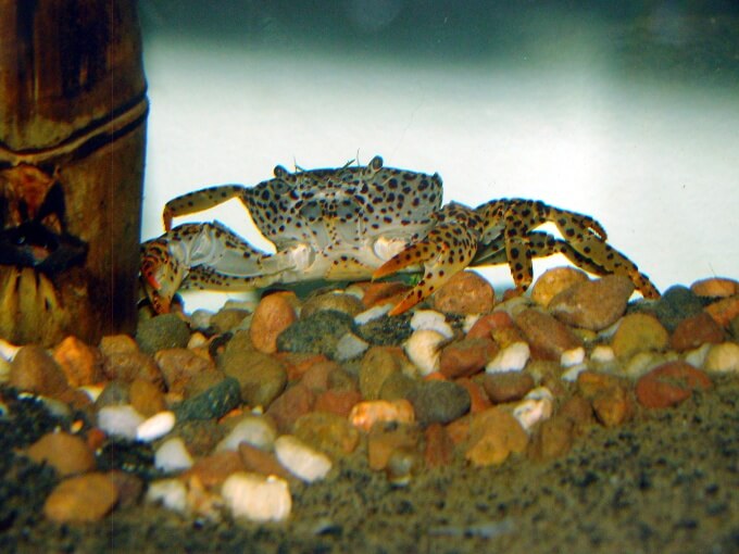 Um caranguejo-pantera em pé em um substrato de cascalho