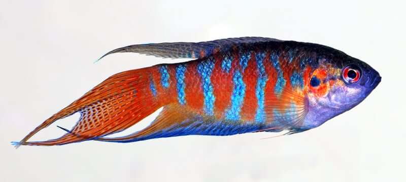 Um peixe Paradise vermelho, azul e roxo