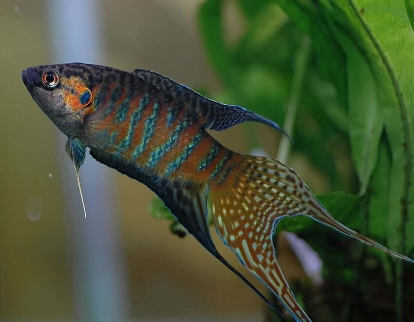 A side profile of the paradise gourami