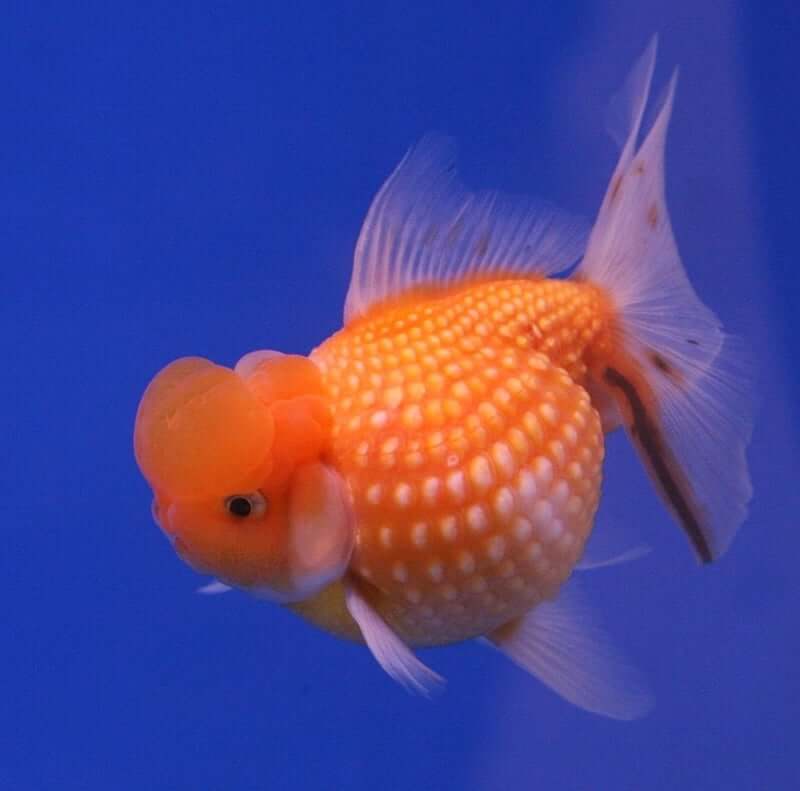 A rare type of Pearlscale Goldfish looking for food