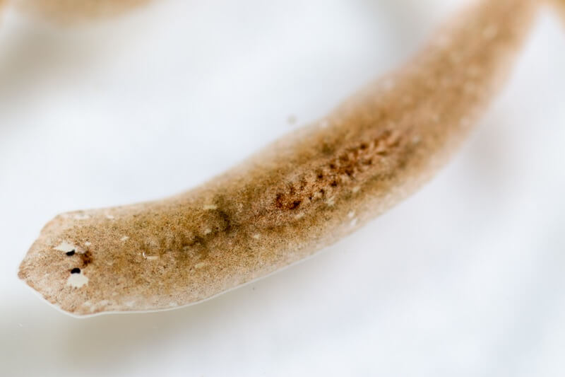 Um verme planariano de perto