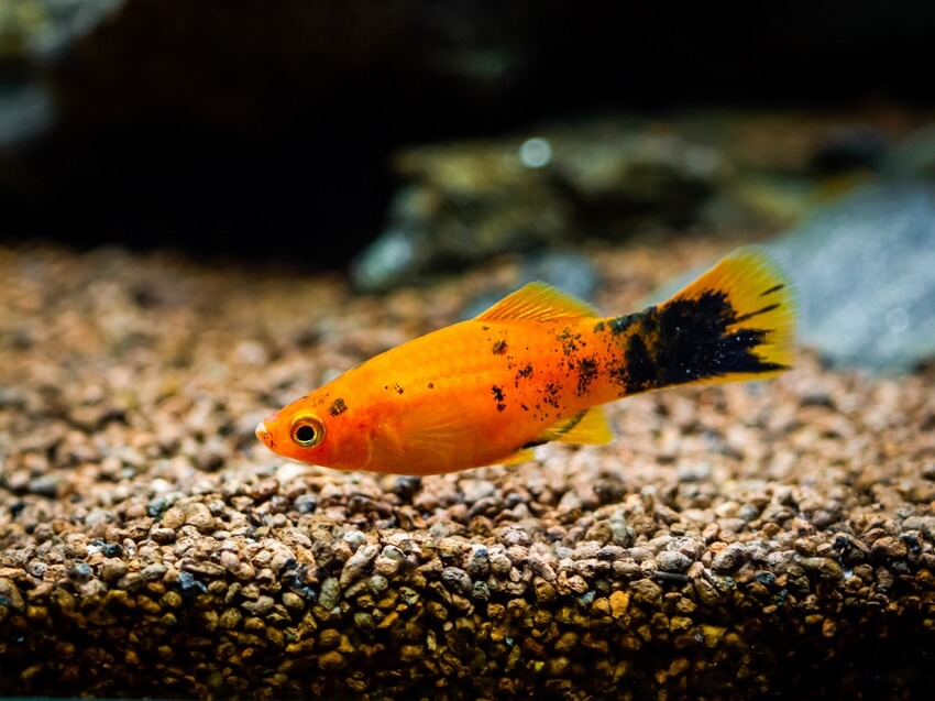 Um peixe platy procurando comida no substrato