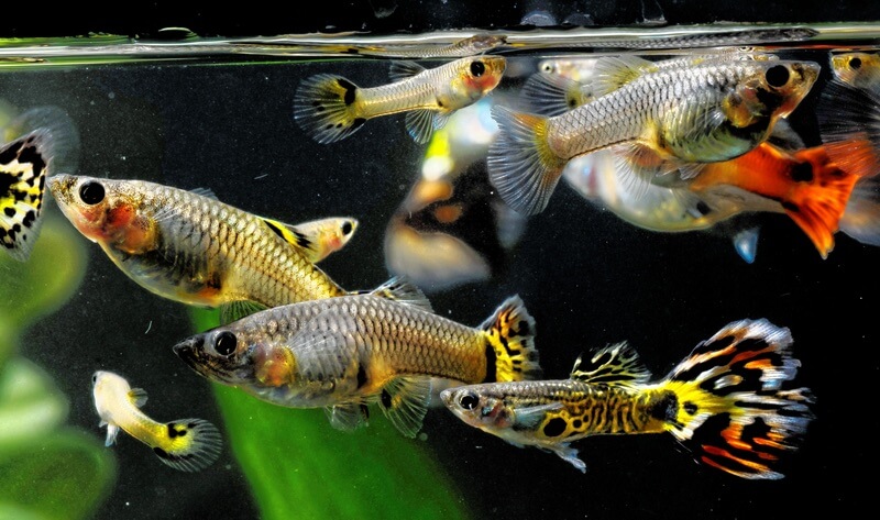 A pregnant guppy fish swimming in a large freshwater community tank