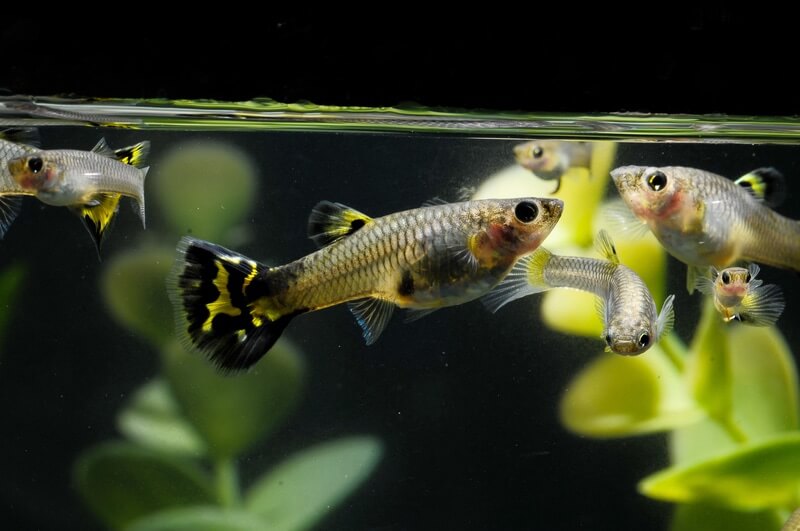 Some pregnant guppy fish swimming with other fish