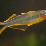 Peixe-Arco-Íris Cauda de Garfo 101 (Pseudomugil furcatus)