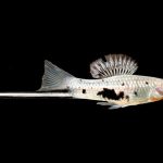 Peixe Espadarte 101: Cuidados, Tamanho e Reprodução