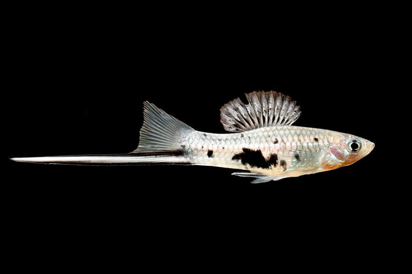 Uma variedade rara de peixe espada cauda