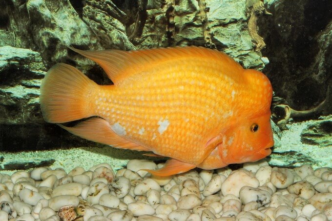 Uma espécie de peixe de água doce muito agressiva conhecida como Ciclídeo Diabo Vermelho