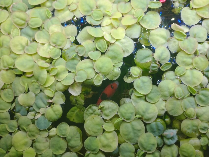 Várias plantas aquáticas de raiz vermelha flutuante com peixes nadando em baixo