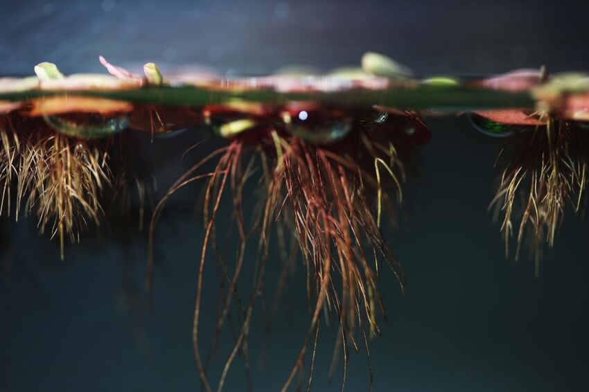 Planta de raiz vermelha flutuante em um aquário de água doce