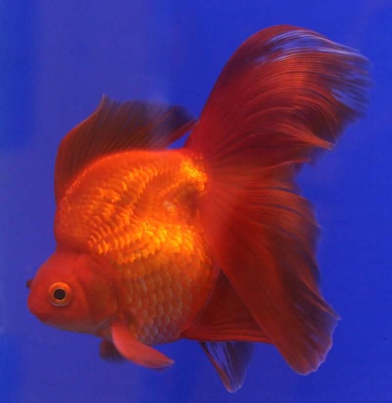 Ryukin Goldfish swimming slowly